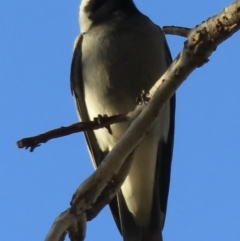 Coracina novaehollandiae (Black-faced Cuckooshrike) at Narrabundah, ACT - 30 Jun 2023 by RobParnell