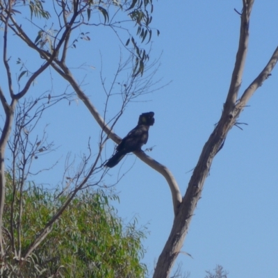 Zanda funerea (Yellow-tailed Black-Cockatoo) at Stromlo, ACT - 12 Apr 2020 by KarlG