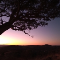 Eucalyptus polyanthemos (Red Box) at Urambi Hills - 10 Apr 2023 by michaelb