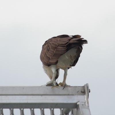 Pandion haliaetus (Osprey) at Dunwich, QLD - 12 Jul 2023 by TimL