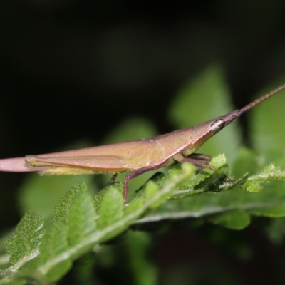 Atractomorpha sp. (Grass Pyrgomorph) at Capalaba, QLD - 5 Jul 2023 by TimL