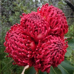 Telopea speciosissima (NSW Waratah) at Yerriyong, NSW - 21 Sep 2022 by RobG1