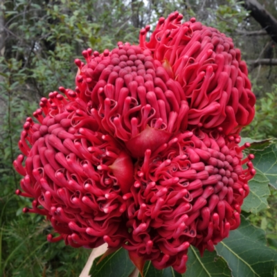 Telopea speciosissima (NSW Waratah) at Yerriyong, NSW - 21 Sep 2022 by RobG1