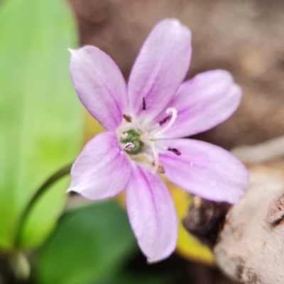 Schelhammera undulata (Lilac Lily) at Wandandian, NSW - 21 Sep 2022 by RobG1