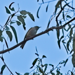 Caligavis chrysops (Yellow-faced Honeyeater) at Higgins, ACT - 15 Jul 2023 by Trevor