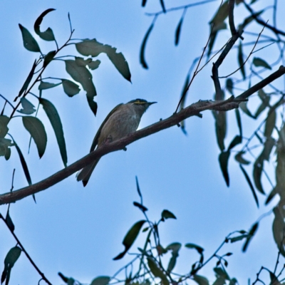 Caligavis chrysops (Yellow-faced Honeyeater) at Higgins Woodland - 16 Jul 2023 by MichaelWenke