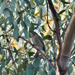 Caligavis chrysops at Higgins, ACT - 16 Jul 2023