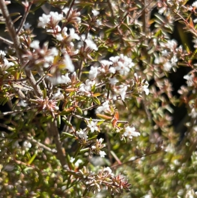 Unidentified Snake at Girraween, QLD - 15 Jul 2023 by JimL