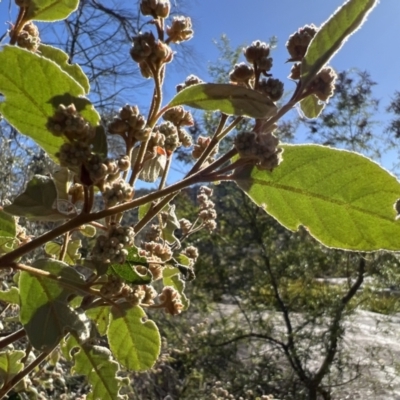 Unidentified Snake at Girraween, QLD - 15 Jul 2023 by JimL