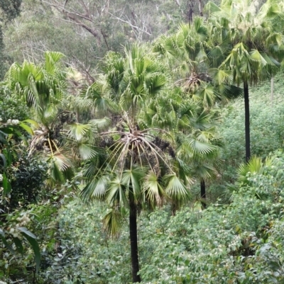 Livistona australis (Australian Cabbage Palm) by RobG1