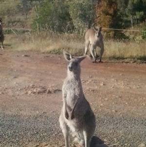 Macropus giganteus at Yass River, NSW - 25 Nov 2022