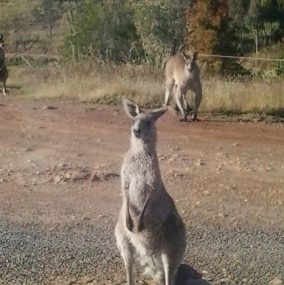 Macropus giganteus (Eastern Grey Kangaroo) at Yass River, NSW - 25 Nov 2022 by 120Acres