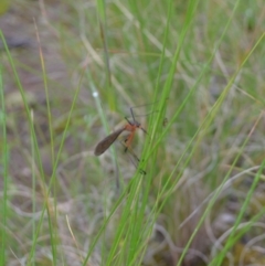 Harpobittacus australis (Hangingfly) by 120Acres