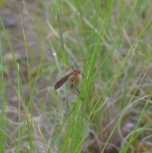 Harpobittacus australis at Yass River, NSW - 5 Nov 2021