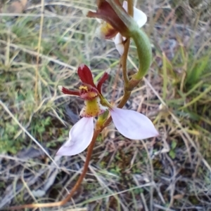 Eriochilus cucullatus at Yass River, NSW - suppressed