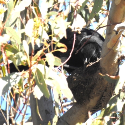 Corcorax melanorhamphos (White-winged Chough) at Kambah, ACT - 16 Jul 2023 by HelenCross