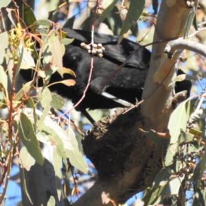 Corcorax melanorhamphos at Kambah, ACT - 16 Jul 2023