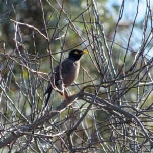 Acridotheres tristis at Downer, ACT - 16 Jul 2023 10:55 AM