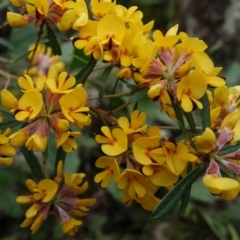 Pultenaea daphnoides (Large-leaf Bush-pea) at Wandandian, NSW - 21 Sep 2022 by RobG1