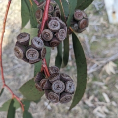 Eucalyptus pauciflora subsp. pauciflora (White Sally, Snow Gum) at Richardson, ACT - 15 Jul 2023 by HelenCross