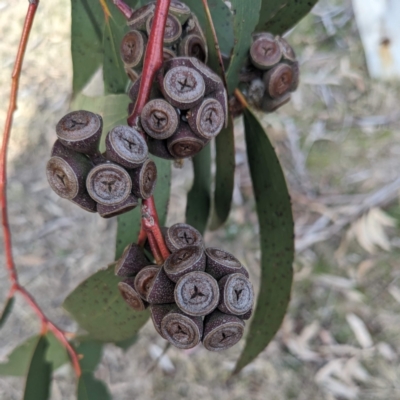 Eucalyptus pauciflora subsp. pauciflora (White Sally, Snow Gum) at Tuggeranong Homestead - 15 Jul 2023 by HelenCross