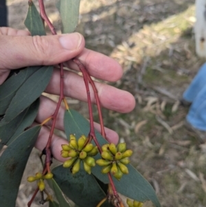 Eucalyptus pauciflora subsp. pauciflora at Tuggeranong Homestead A.C.T. - 15 Jul 2023