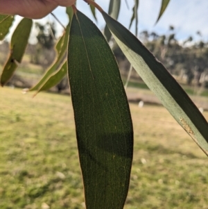 Eucalyptus pauciflora subsp. pauciflora at Tuggeranong Homestead A.C.T. - 15 Jul 2023