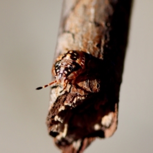 Pentatomoidea (superfamily) at Deakin, ACT - 16 Jul 2023