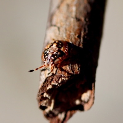 Pentatomoidea (superfamily) (Unidentified Shield or Stink bug) at Deakin, ACT - 16 Jul 2023 by LisaH