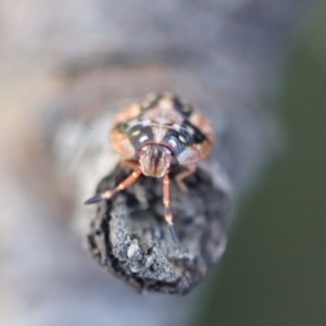 Pentatomoidea (superfamily) at Deakin, ACT - 16 Jul 2023