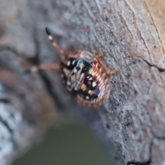 Pentatomoidea (superfamily) at Deakin, ACT - 16 Jul 2023