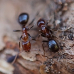 Papyrius sp. (genus) (A Coconut Ant) at Red Hill, ACT - 16 Jul 2023 by LisaH
