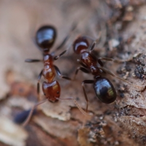 Papyrius sp. (genus) at Red Hill, ACT - suppressed