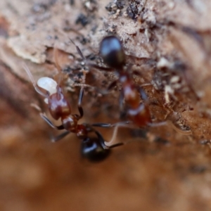 Papyrius sp. (genus) at Red Hill, ACT - 16 Jul 2023