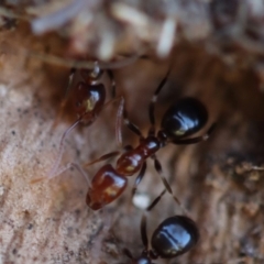 Papyrius sp. (genus) at Red Hill, ACT - 16 Jul 2023