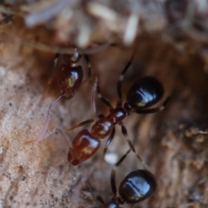 Papyrius sp. (genus) at Red Hill, ACT - 16 Jul 2023