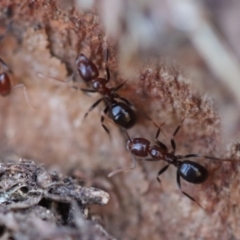 Papyrius sp. (genus) at Red Hill, ACT - suppressed