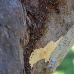 Papyrius sp. (genus) at Red Hill, ACT - 16 Jul 2023