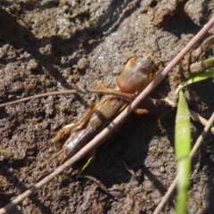 Gryllotalpa sp. (genus) (Mole Cricket) at Vincentia, NSW - 20 Sep 2022 by RobG1