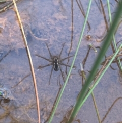 Dolomedes (genus) (Fishing spider) at Braidwood, NSW - 16 Jul 2023 by stellabellaxx