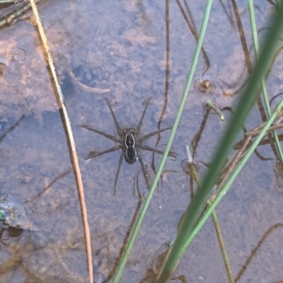 Dolomedes sp. (genus) (Fishing spider) at Braidwood, NSW - 16 Jul 2023 by stellabellaxx
