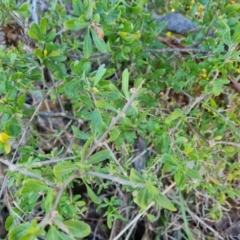 Lycium ferocissimum (African Boxthorn) at Jerrabomberra, ACT - 16 Jul 2023 by Mike