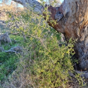 Lycium ferocissimum at Jerrabomberra, ACT - 16 Jul 2023