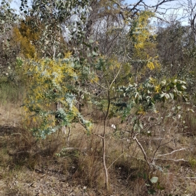Acacia baileyana (Cootamundra Wattle, Golden Mimosa) at Watson, ACT - 15 Jul 2023 by HappyWanderer