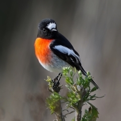 Petroica boodang (Scarlet Robin) at Stromlo, ACT - 14 Jul 2023 by Kenp12