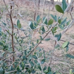 Olea europaea subsp. cuspidata (African Olive) at Callum Brae - 16 Jul 2023 by Mike