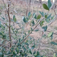 Olea europaea subsp. cuspidata (African Olive) at Jerrabomberra, ACT - 16 Jul 2023 by Mike