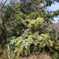 Acacia baileyana (Cootamundra Wattle, Golden Mimosa) at Watson, ACT - 15 Jul 2023 by HappyWanderer