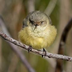 Acanthiza reguloides (Buff-rumped Thornbill) at Stromlo, ACT - 14 Jul 2023 by Kenp12