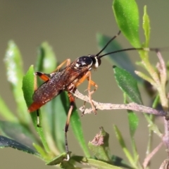 Unidentified Parasitic wasp (numerous families) at Wodonga, VIC - 16 Jul 2023 by KylieWaldon